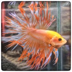 33 best betta splenden