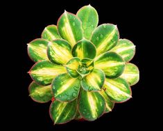 130 Aeoniums Ideas Planting Succulents Succulents Cacti And Succulents