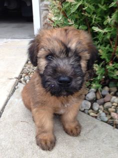 From Puppy To Adulthood Dog Gifts From Puppy To Adulthood Dog Gifts