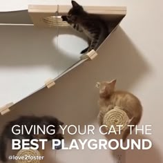 This furniture is purrrfect for cats! Tap the link Now - The Best Cat Related Products - Worldwide Shipping! Gato Diy, Gatos Cool, Playground Structures, Play Structures, Playground Ideas, Backyard Playground, Backyard Ideas