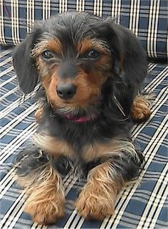 41 Best Dorkies Dachshund Yorkie Images On Pinterest Angel The Black And Tan Dorkie Puppy Is Laying On A Blue White Plaid Couch