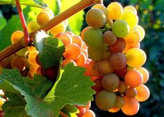 9 Pinot Gris Ideas Pinot Gris Pinot Wines