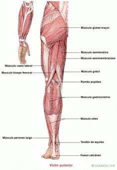 principales musculos del cuerpo humano para niños de primaria principales musculos del cuerpo humano para niños de primaria