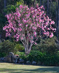 Magnolia Black Tulip Pinterest Gardens Flowering Trees Deciduous Growing Tree Secret Gardens Star Wars Stars House Magnolias Shrubs