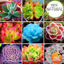 100seeds Mix Lithops bonsai Living Stones Flower Succulent Cactus Organic Plant