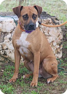 Dog for Adoption in Portland. Roxy's a "been there done