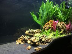 63 best fish aquascaping