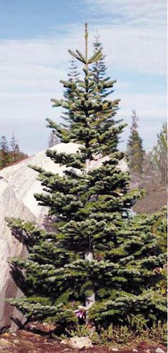 the silvertip fir has strong horizontal branches that can showcase ornament woodland christmas best christmas - Silver Tip Christmas Tree the silvertip fir has strong horizontal branches that can showcase ornament woodland christmas best christmas - Silver Tip Christmas Tree