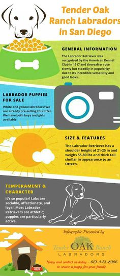 christmas puppies ready for sale in san diego labrador puppies for