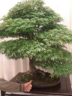 Eucalyptus Deglupta Bonsai Wood Rainbow Rainbow Eucalyptus Bonsai Google Search