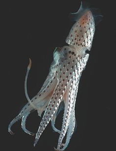 178 best marine life