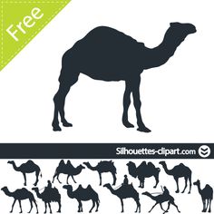 camel rider pdf free download