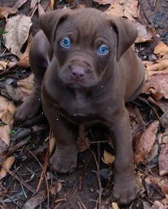 Pin On Pit Bull