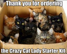 550 best funny cat