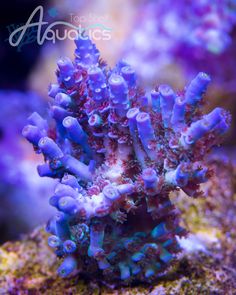 46 best acropora coral
