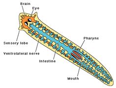soarta blastopore în platyhelminthes viermi de tip la adulți