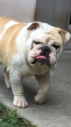 English Bulldog Bul Bulldog Bulldog Puppies English Bulldog