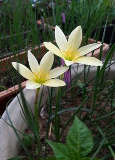 Zephyranthes Summertime Rain Lily mixed sizes 2 bulbs habranthus NEW