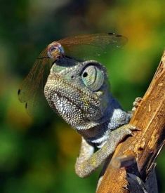 resultado de imagem para imagens de anfíbios repins pinterest