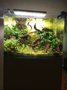 1725 best freshwater aquariums