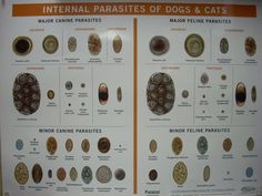 pin by jenelle hahn on goat notes vet tech student pet veterinary parasite identification chart