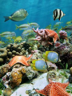 57 best snorkeling images