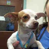 Pet Card Animals Animal Shelter Pets
