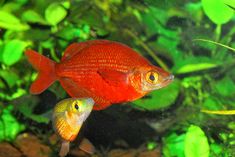 34 best fishy images
