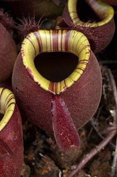 NEPENTHES AMPULLARIA RED 10 semi PIANTA CARNIVORA