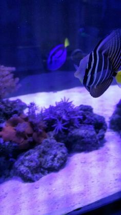 65 best my fish