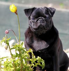 56 best black pug