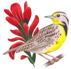 Wyoming State Bird And Flower Western Meadowlark Once Again The Indian Paintbrush