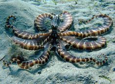50 best octopus images