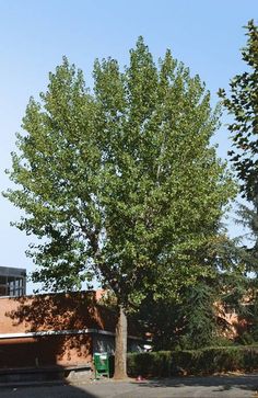 13 best hybrid poplar