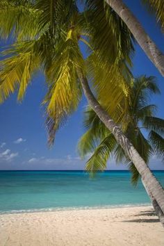 561 Best Beach Cruise Some Disney Images On Pinterest In 2018 Photographic Print Seven Mile Beach Grand Cayman Islands West Ins By