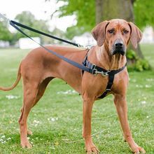Freedom Harness No Pull Dog Harness Multi Use Velvet Lining