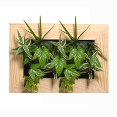 7 Meilleures Images Du Tableau Cadre Vegetal Gardening Gardens Et
