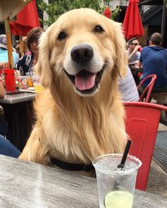 how big does a golden cocker retriever get pin by dorota chwedorowicz on sweet and animal how big does a golden cocker retriever get pin by dorota chwedorowicz on sweet and animal