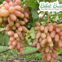 Dragon Fruit Plant Live 3 Cutting PitahayaPropagation Plant Edible Cacti GEOPONICS Jumbo Dragon Fruit Dragon Fruit Plant Live 3 Cutting PitahayaPropagation Plant Edible Cacti GEOPONICS Jumbo Dragon Fruit