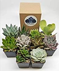 How Often Should You Water Succulents How To Water Succulents