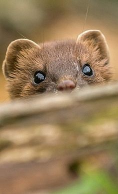 least weasel live in a variety of habitats in north america