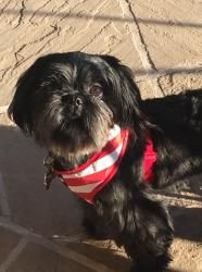 Versace Shih Tzu Shih Tzu Shih Tzu Dog Animals