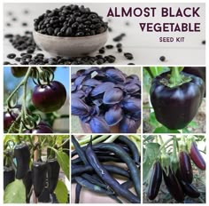 97 Black And Almost Black Flowers Vegetables Fruit Plants Ideas Black Flowers Plants Flowers