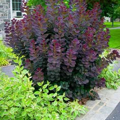 8 Best Smoke Trees Images On Pinterest Tree Smokebush And Royal Purple Smoke Tree