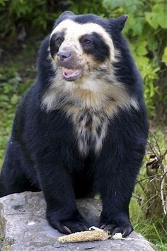 90 Best Spectacled Bear Ideas Spectacled Bear Bear Animals