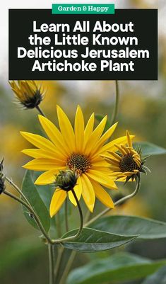 ARTICHOKE SEEDS 20 COUNT GREEN GLOBE VARIETY OVERWINTERS IN MILD CLIMATES