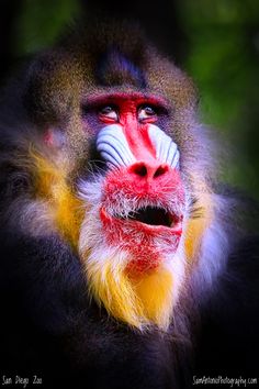 Flying Monkey Ursus On Pinterest