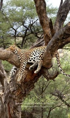 20 Mejores Imágenes De Broom En 2020 Animales Extraordinarios Fotografía Animal Animales Bonitos