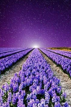 Sunset In Provence Countryside Pinterest Best Ideas Find This Pin And More On Roxo Lovin These Gorgeous Purple Flowers