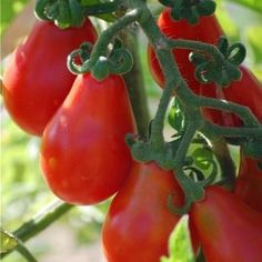 Gourmet Tomate-Sweet Aperitif 200 graines